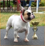 NVP M. Boleslav, 18.07.2010 • Talcy Suverén • Feny, tř. vítězů: V1, CAC, Národní vítěz • Females, Winner Class: Ex1, CAC, National Winner