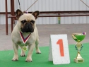 NVP M. Boleslav, 18.07.2010 • El Capone du Terroir de Fontfroide • Psi, mezitřída: V1, CAC, Národní vítěz, BOB • Males, Intermediate Class: Ex1, CAC, National Winner, BOB