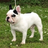 Geronimo Bully Royal Club (Vicking du Fiacre de Montparnasse x Bonnie Bully Royal Club)