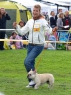 M. Boleslav, 29.08.2010 • Feny, tř. otevřená • Females, Open Class • Angel Blond by Condor • CAC, CACIB, BOB