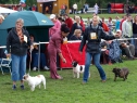 M. Boleslav, 29.08.2010 • Feny, tř. šampionů • Females, Champion Class