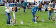 M. Boleslav, 29.08.2010 • Feny, tř. otevřená • Females, Open Class • Angel Blond by Condor • CAC, CACIB, BOB