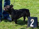 Brno, 11.09.2010 • Blackie de Moravie Noblesse • Feny, mezitřída: V2+res.CAC • Females, Intermediate Class: Ex.2+Res.CAC