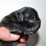 ESTOM Anima Canis • 1 den • 1 day old