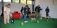 10.10.2010, Č. Budějovice: Feny, tř. mladých • Females, Junior Class • Camilka B. Batom, Dalila Anima Canis, Diane Bull Pard, Charisma Strážní pes