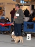 NVP + MVP Kassel, 11.-12.12.2010 • Daddy's Boy of Anima Canis • Psi, mezitřída - 2x 2. místo • Intermediate Clas - 2x 2nd place