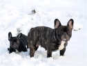 Estom and Betty Boop enjoying 2010 snow.