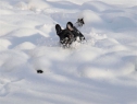 Estom and Betty Boop enjoying 2010 snow.