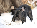 Estom and Betty Boop enjoying 2010 snow.