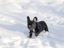 Estom and Betty Boop enjoying 2010 snow.