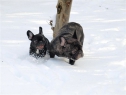 Estom and Betty Boop enjoying 2010 snow.