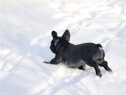 Estom and Betty Boop enjoying 2010 snow.