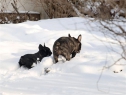 Estom and Betty Boop enjoying 2010 snow.