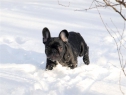 Estom and Betty Boop enjoying 2010 snow.