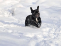 Estom and Betty Boop enjoying 2010 snow.