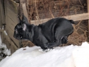 Estom and Betty Boop enjoying 2010 snow.