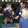 MVP Č. Budějovice, 24.04.2011 • Maxík Čmoudovo srdce • Psi, tř. otevřená • Males, Open Class • V+, CAC, res. CACIB