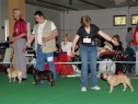 MVP Č. Budějovice, 24.04.2011 • Cecilia Anima Canis & Dalila Anima Canis • Feny, tř. otevřená • Females, Open Class