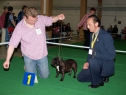 MVP Č. Budějovice, 24.04.2011 • A'Vigdors Don de la Nature • Psi, tř. šampionů • Males, Champion Class • V1/Ex.1, CAC, CACIB, BOB