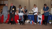 SV Diedersdorf, 02.04.2011 • Janie van Kezona, Constanze von Brenz, Beautiful Snout Flat Devils, Christel von Brenz • Feny, třída dorostu • Females, Puppy Class • Vítězové • Winners