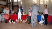 SV Diedersdorf, 02.04.2011 • A'Vigdors Brevi Manu, C'est la Vie van het Bullenparadys, Cao de Assalto Ayla, Sormadi Glamurochka • Feny, třída šampionů • Females, Champion Class • Vítězové • Winners