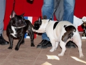 SV Diedersdorf, 02.04.2011 • Carlotta Val du Temps & Dauløke's Lizette la Blanche • Feny, třída otevřená • Females, Open Class • V1, Anw.Dt.Ch.VDH, Res.-CAC & V2, Res.-Anw.Dt.Ch.VDH• Ex.1, Anw.Dt.Ch.VDH, Res.-CAC & Ex.2, Res.-Anw.Dt.Ch.VDH