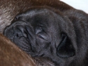 Vrh C • Litter C • Wurf C
Narozen • Born on • Geboren am: 21.02.2009