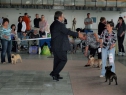 MVP Brno, 26.6.2011 • Feny, souboj o CACIB • Females, Fight for CACIB