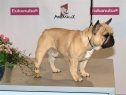 WDS & FRCH 2011, Paris • DADDY'S BOY OF ANIMA CANIS • Psi, plaví, mezitřída • Males, fawn, Intermediate Class • V & V4 • Ex. & Ex.4