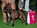 World Dog Show 2011, Paris, 10.07.2011 • RENUAR BURZHUA BRUNO • Psi, Světový vítěz 2011 • Males, World Winner 2011