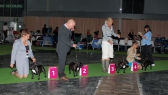 Championnat de France 2011, Paris, 09.07.2011 • Psi, žíhaní, mezitřída - vítězové • Males, brindle, Intermediate Class - winners