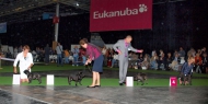 World Dog Show 2011, Paris, 10.07.2011 • Psi, žíhaní, mezitřída • Males, brindle, Intermediate Class • Vítězové • Winners