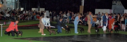 World Dog Show 2011, Paris, 10.07.2011 • Psi, žíhaní, tř. otevřená • Males, brindle, Open Class • Souboj o umístění • Fight for placement