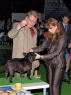 World Dog Show 2011, Paris, 10.07.2011 • A'VIGDORS DON DE LA NATURE (J. Matuška, CZ) • Psi, žíhaní, tř. otevřená • Males, brindle, Open Class • V • Ex.