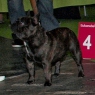 World Dog Show 2011, Paris, 10.07.2011 • BLACK JACK IZ PALEVYH BULDOGOV • Psi, žíhaní, tř. otevřená • Males, brindle, Open Class • V4 • Ex.4