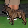 World Dog Show 2011, Paris, 10.07.2011 • RENUAR BURZHUA BRUNO • Psi, žíhaní, tř. otevřená • Males, brindle, Open Class • V1 • Ex.1