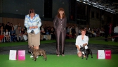 World Dog Show 2011, Paris, 10.07.2011 • RENUAR BURZHUA BRUNO & A'VIGDORS REFLECT DE LA GLOIRE DE MES PARENTS • Psi, žíhaní • Males, brindle • CACS & RCACS