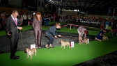 World Dog Show 2011, Paris, 10.07.2011 • Psi, plaví, tř. otevřená • Males, fawn, Open Class • Vítězové • Winners