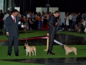 World Dog Show 2011, Paris, 10.07.2011 • Psi, plaví • Males, fawn • Souboj o CACS • Fight for CACS