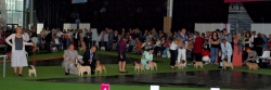 World Dog Show 2011, Paris, 10.07.2011 • Psi, plaví, tř. šampionů • Males, fawn, Champion Class