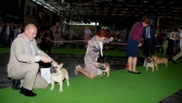 World Dog Show 2011, Paris, 10.07.2011 • Psi, plaví, tř. šampionů • Males, fawn, Champion Class • Vítězové • Winners