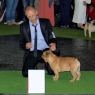 World Dog Show 2011, Paris, 10.07.2011 • ARTHUR DU MAS D'AIGRET • Psi, plaví, tř. šampionů • Males, fawn, Champion Class • V4 • Ex.4