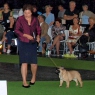 World Dog Show 2011, Paris, 10.07.2011 • A'VIGDORS TROUBADOUR FOR FRUSTYLE • Psi, plaví, tř. šampionů • Males, fawn, Champion Class • V3 • Ex.3