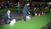 World Dog Show 2011, Paris, 10.07.2011 • Psi, strakoši, mezitřída • Males, pied, Intermediate Class • Vítězové • Winners