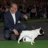 World Dog Show 2011, Paris, 10.07.2011 • ETHEL DE LA COMBE D'OPALE • Psi, strakoši, mezitřída • Males, pied, Intermediate Class • V1 • Ex.1