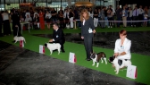 World Dog Show 2011, Paris, 10.07.2011 • Psi, strakoši, tř. otevřená • Males, pied, Open Class • Vítězové • Winners • Přehlídka všech stupňů bílé: V2 - plášťový strakoš, V1 - klasický strakoš, V3 - extrémní bílá s pigmentovanou hlavou, V4 - extrémní bílá • All white patterns: Ex.2 - mantle, Ex. 1 - pied, Ex.3 - extreme white (brindle head), Ex.2 - extreme white (pure)