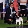 World Dog Show 2011, Paris, 10.07.2011 • EMPEROR-EDERSON DE LA LEGENDE DE L'HERMINE • Psi, strakoši, tř. otevřená • Males, pied, Open Class • V3 • Ex.3