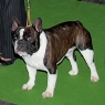 World Dog Show 2011, Paris, 10.07.2011 • BEAU MYSTIQUE'S YCARIS • Psi, strakoši, tř. otevřená • Males, pied, Open Class • V2 • Ex.2