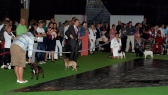 World Dog Show 2011, Paris, 10.07.2011 • Psi, souboj o tituly CACIB a Světový vítěz • Males, fight for CACIB and World Winner titles