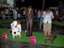 World Dog Show 2011, Paris, 10.07.2011 • A'VIGDORS CHAMPAGNE PETILLANT & RENUAR BURZHUA BRUNO • Psi, RCACIB & CACIB + Světový vítěz • Males, RCACIB & CACIB + World Winner